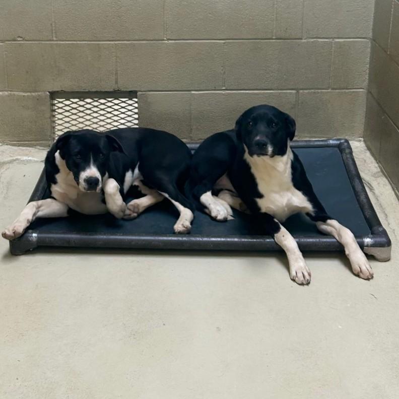 Enlarge Howl E Berry, a Adoptable mixed breed in Clarksville, VA image 6/6