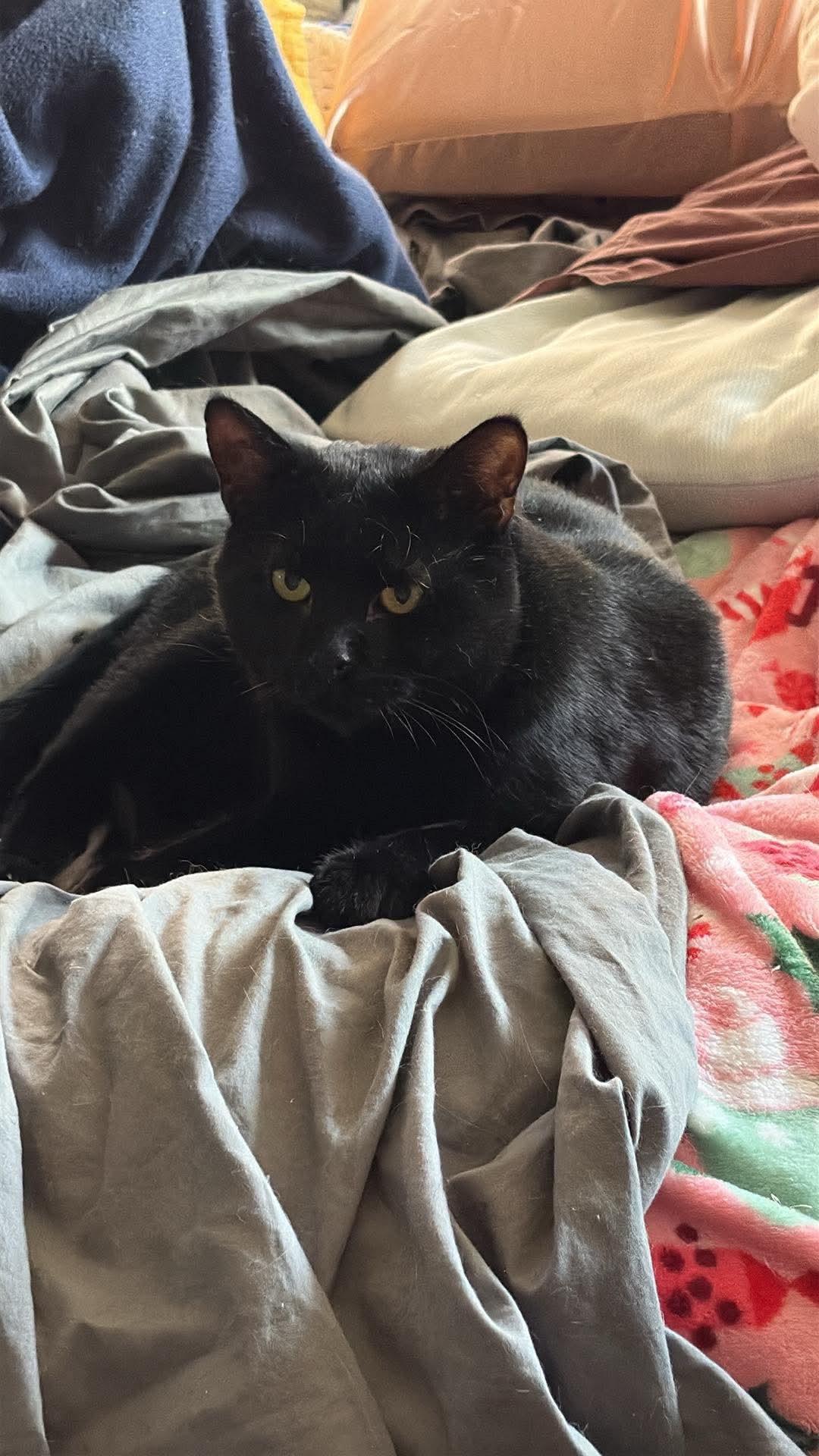 Ron Purrgundy, Adult Male Domestic Short Hair