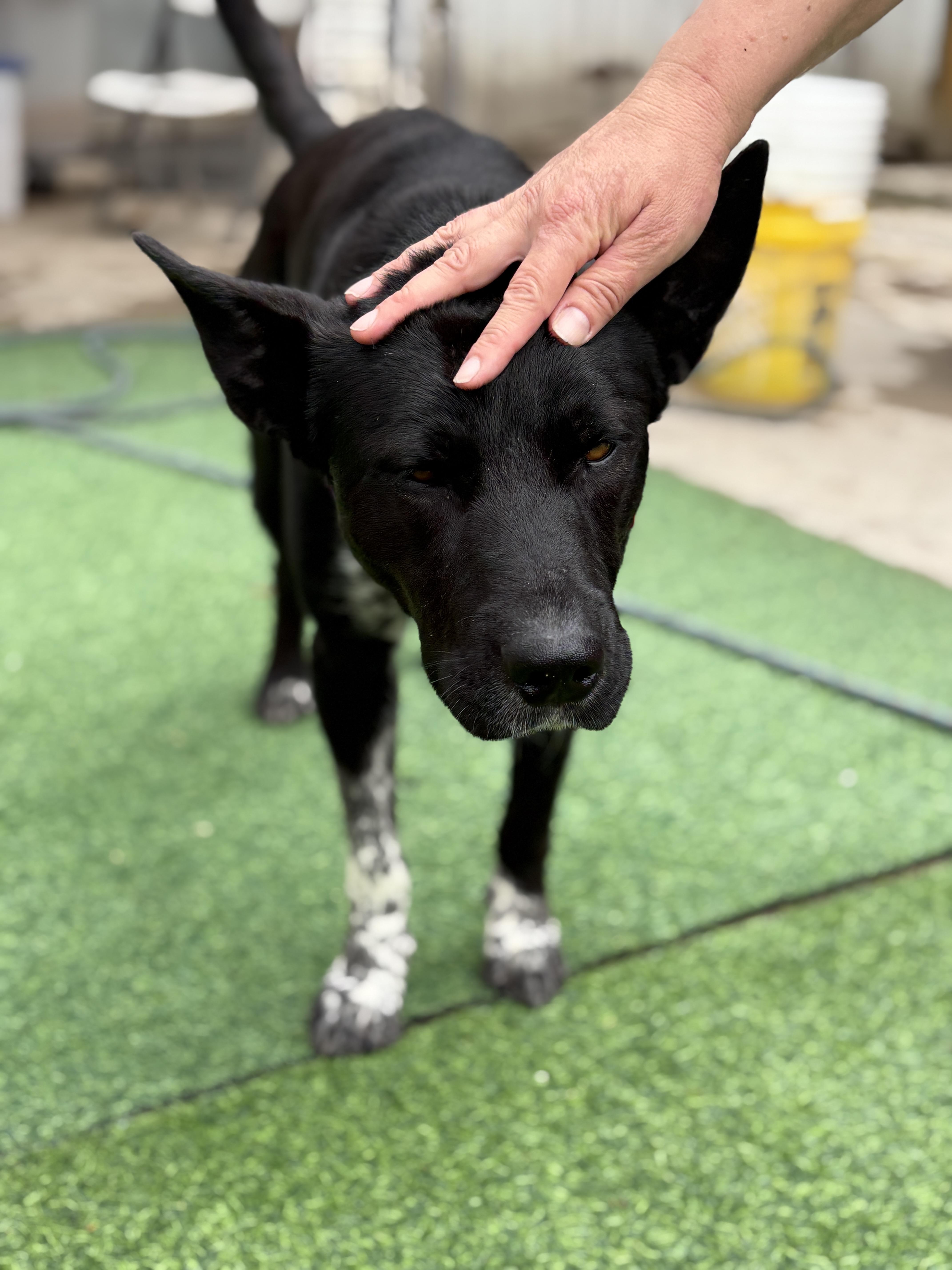 Enlarge Doug, a.k.a. Douggie Doggie Dawg, an adopted mixed breed in Houston, TX image 3/6