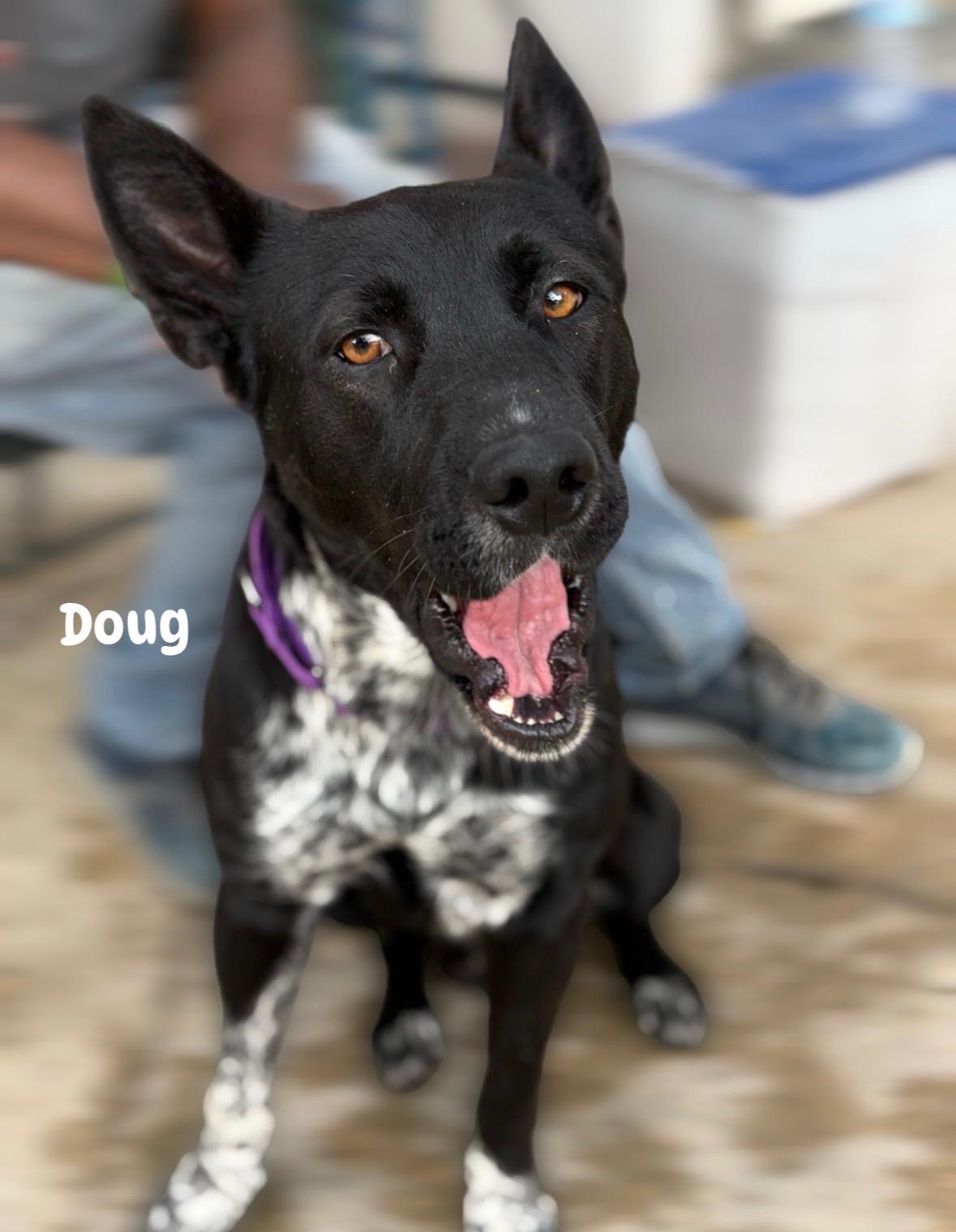 Enlarge Doug, a.k.a. Douggie Doggie Dawg, an adopted mixed breed in Houston, TX image 1/6