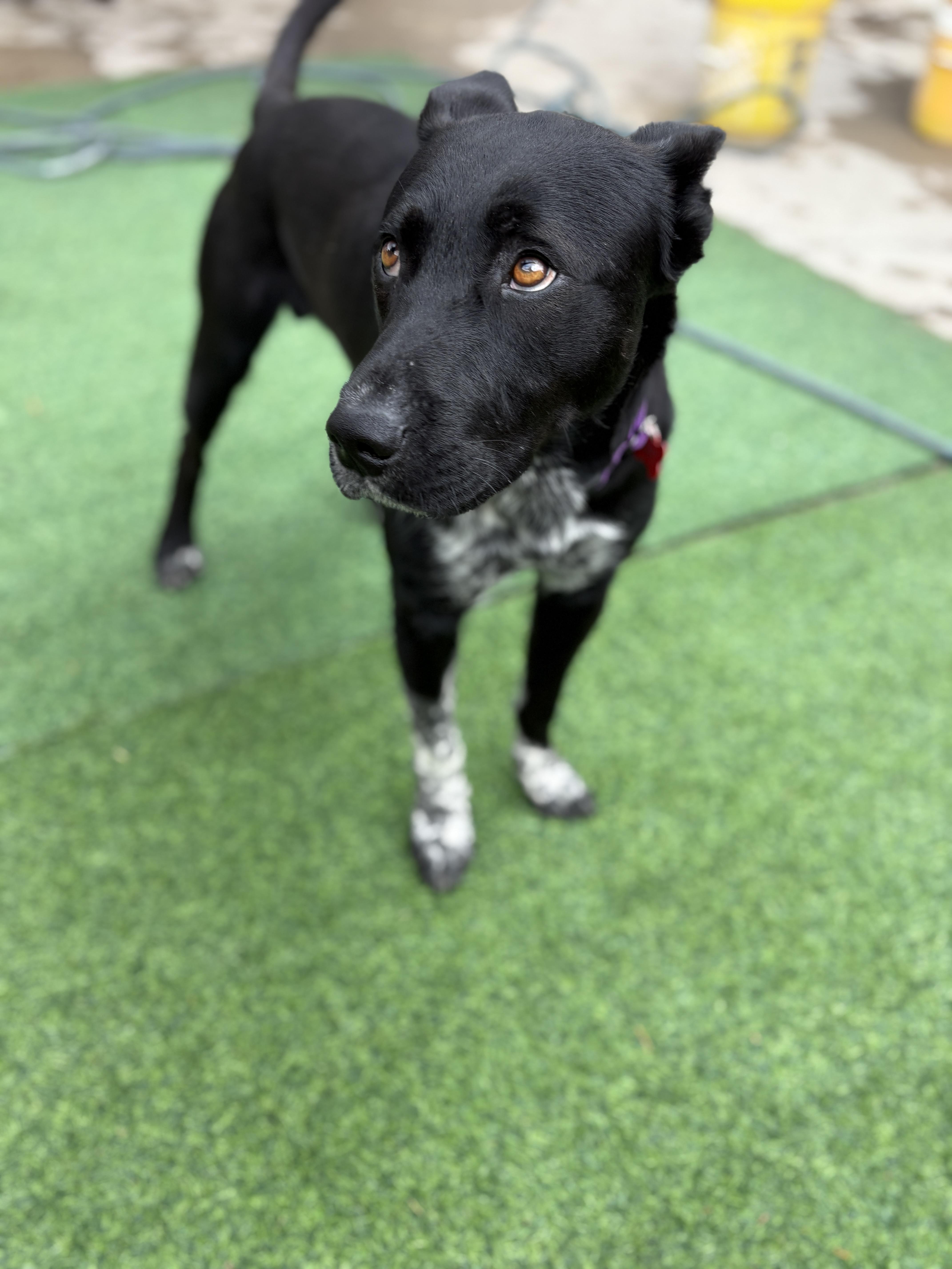Enlarge Doug, a.k.a. Douggie Doggie Dawg, an adopted mixed breed in Houston, TX image 6/6