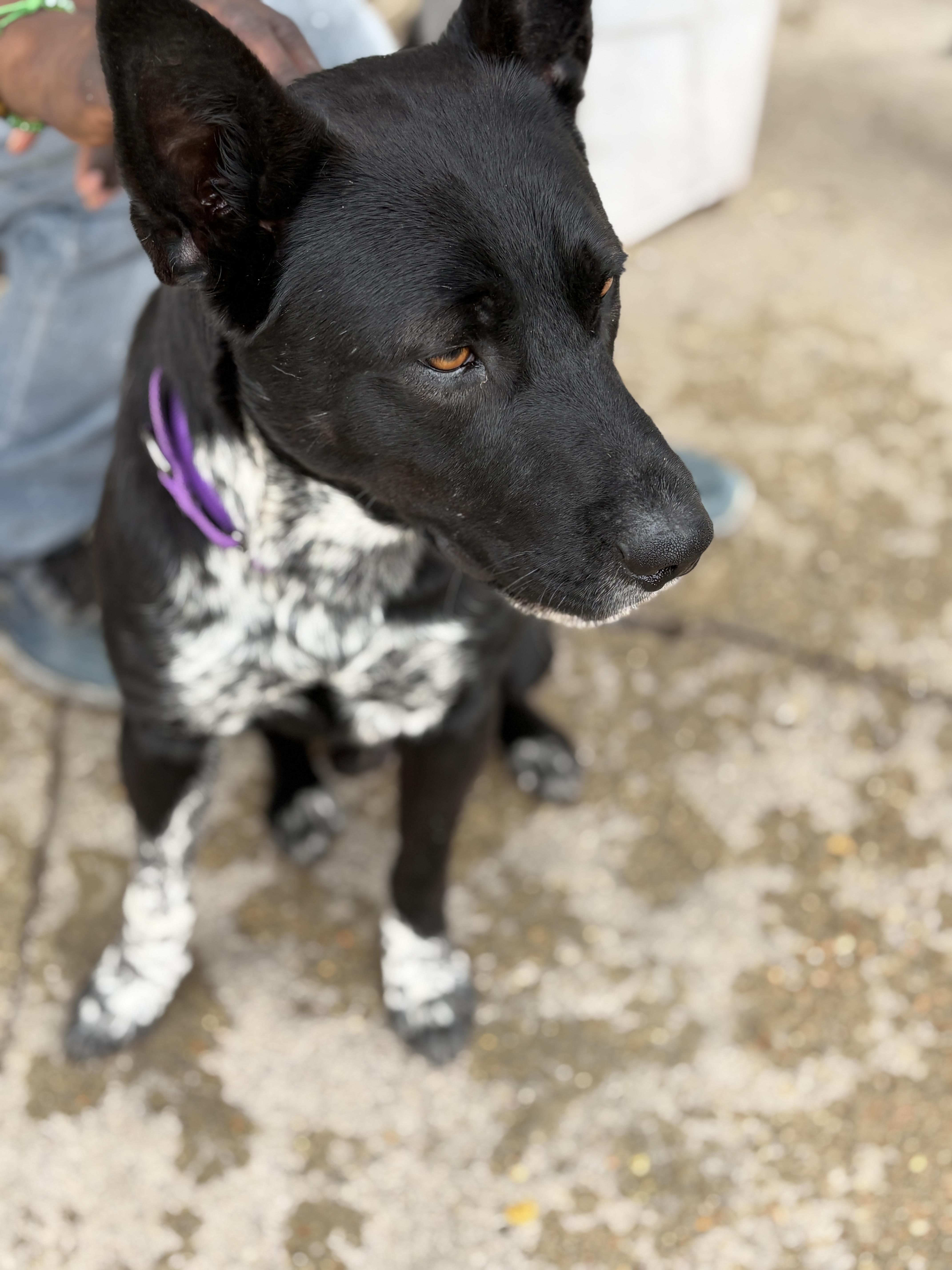 Enlarge Doug, a.k.a. Douggie Doggie Dawg, an adopted mixed breed in Houston, TX image 2/6