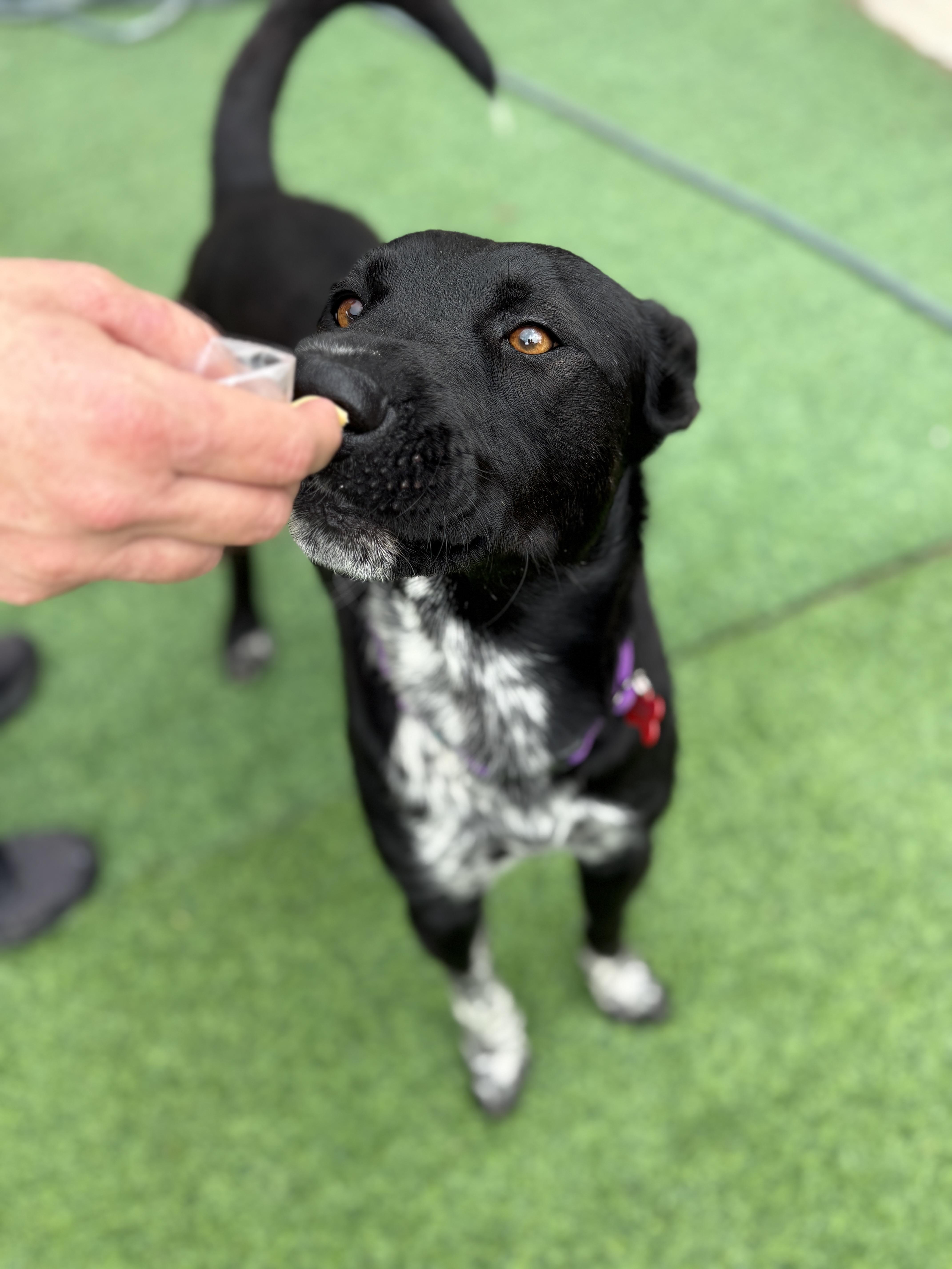 Enlarge Doug, a.k.a. Douggie Doggie Dawg, an adopted mixed breed in Houston, TX image 4/6