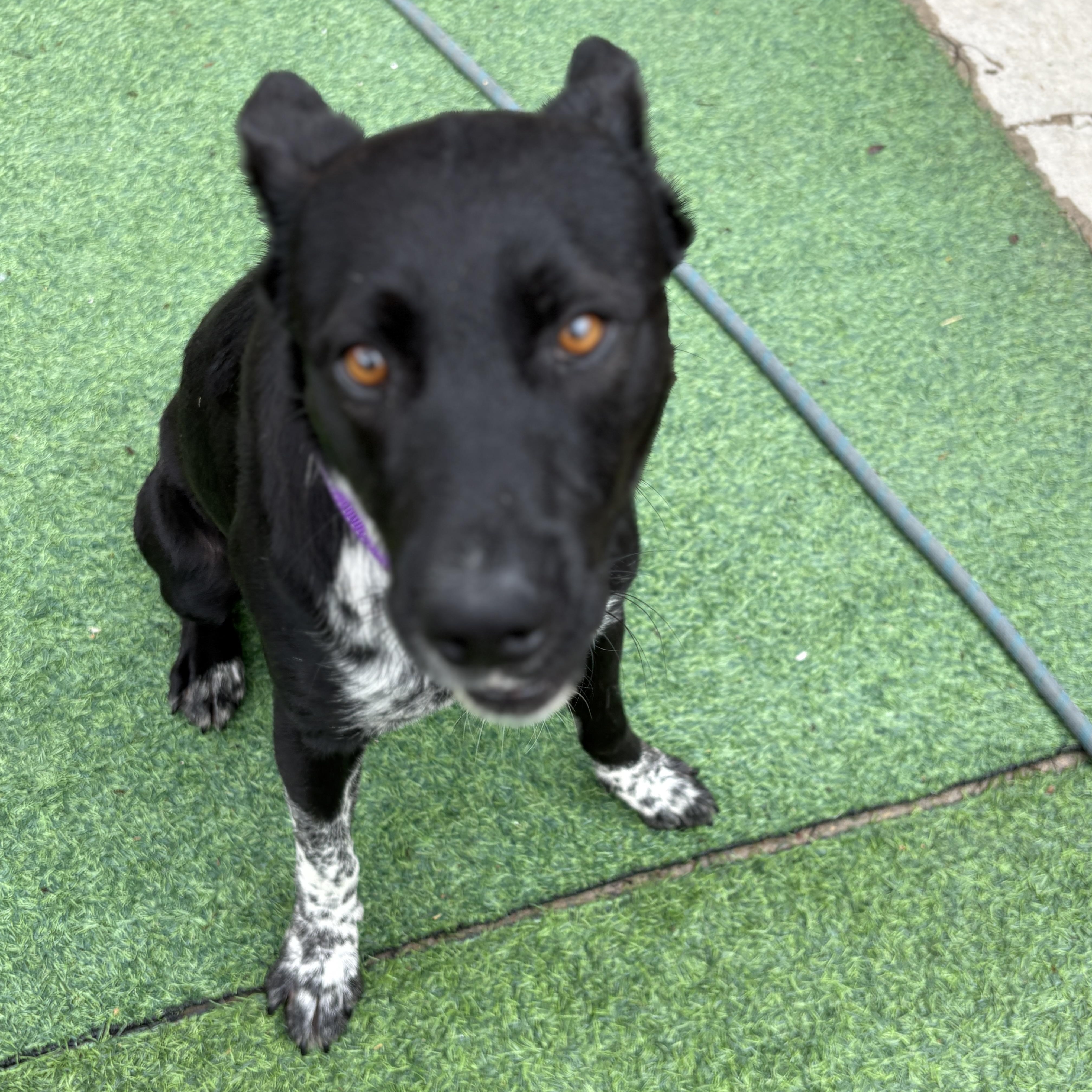 Enlarge Doug, a.k.a. Douggie Doggie Dawg, an adopted mixed breed in Houston, TX image 5/6