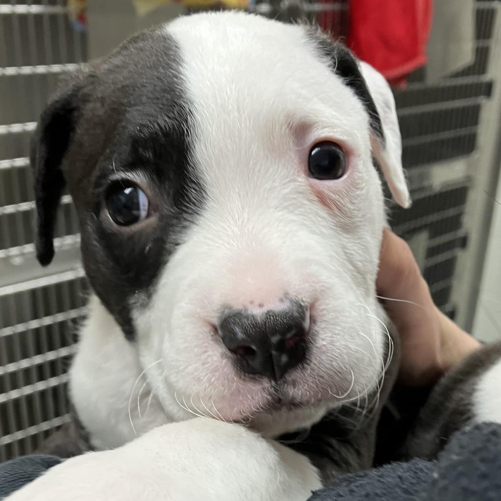Enlarge Lefty, a Adoptable American Staffordshire Terrier in Grand Rapids, MI image 1/1