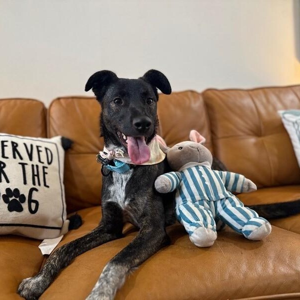 Jersey Girl Your Ultimate Cheerleader — thumbnail 4