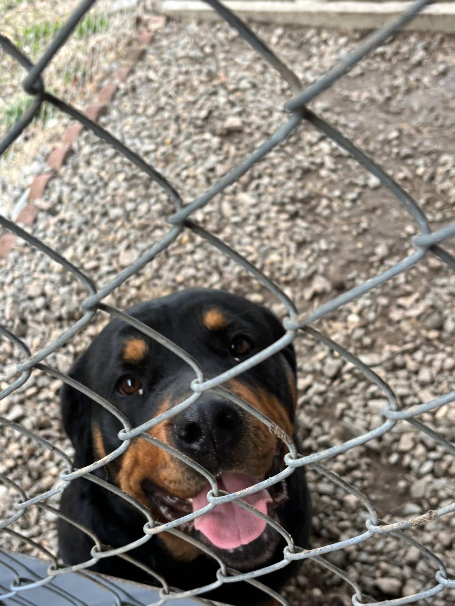 PONCHO, a ADOPTABLE Rottweiler in Chapel Hill, NC image 4/5