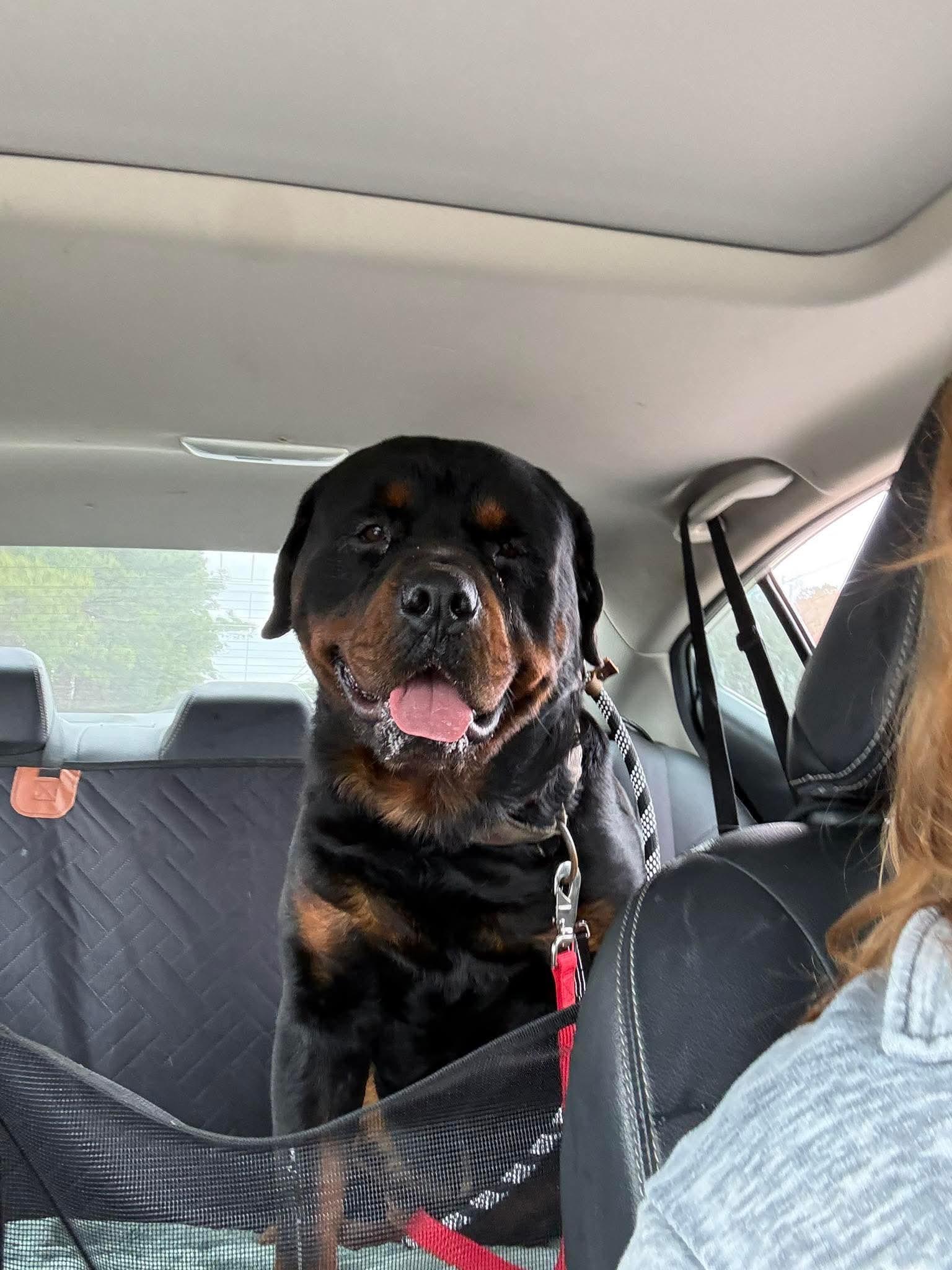 PONCHO, a ADOPTABLE Rottweiler in Chapel Hill, NC image 3/5