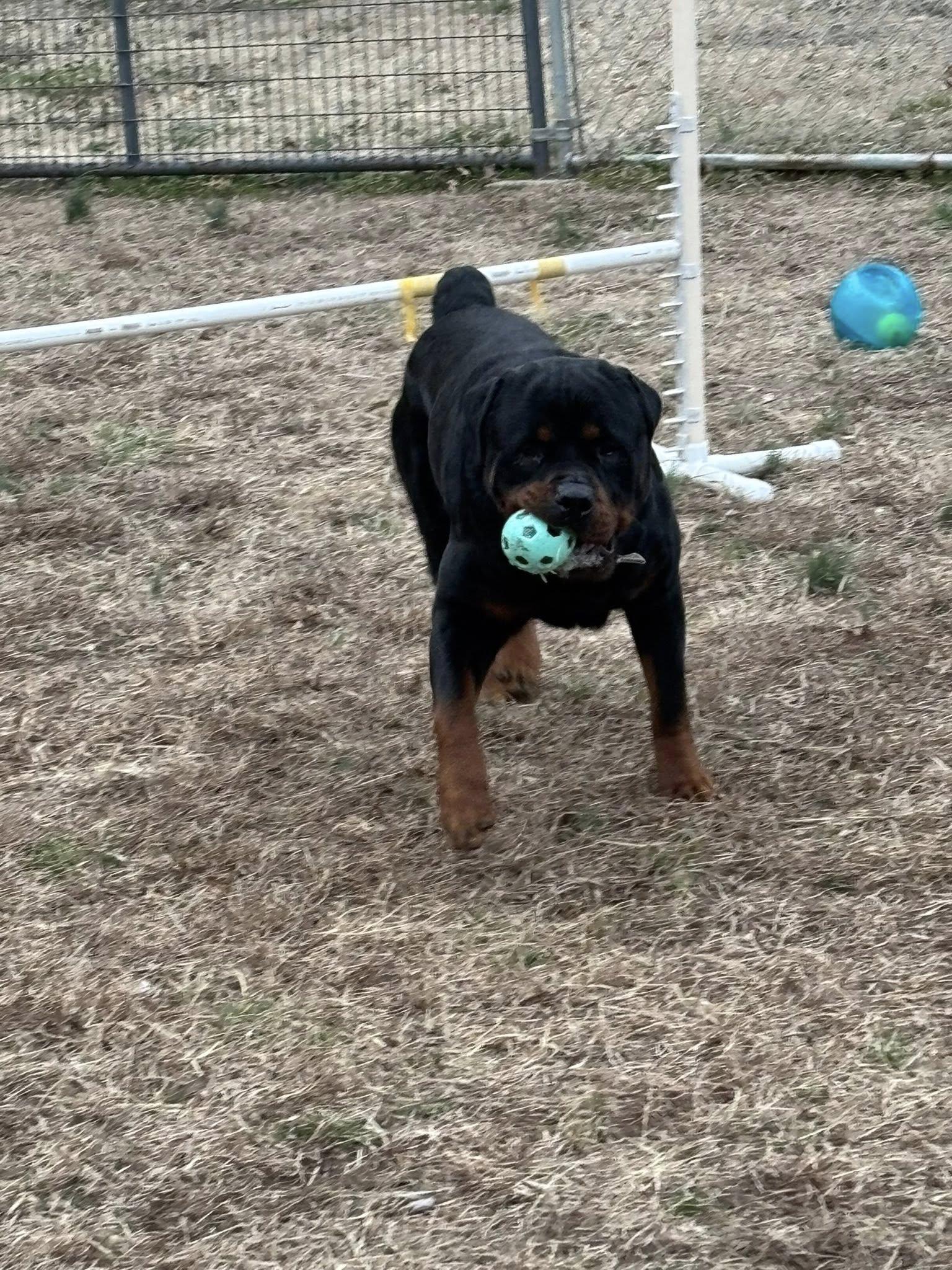 PONCHO, a ADOPTABLE Rottweiler in Chapel Hill, NC image 1/5