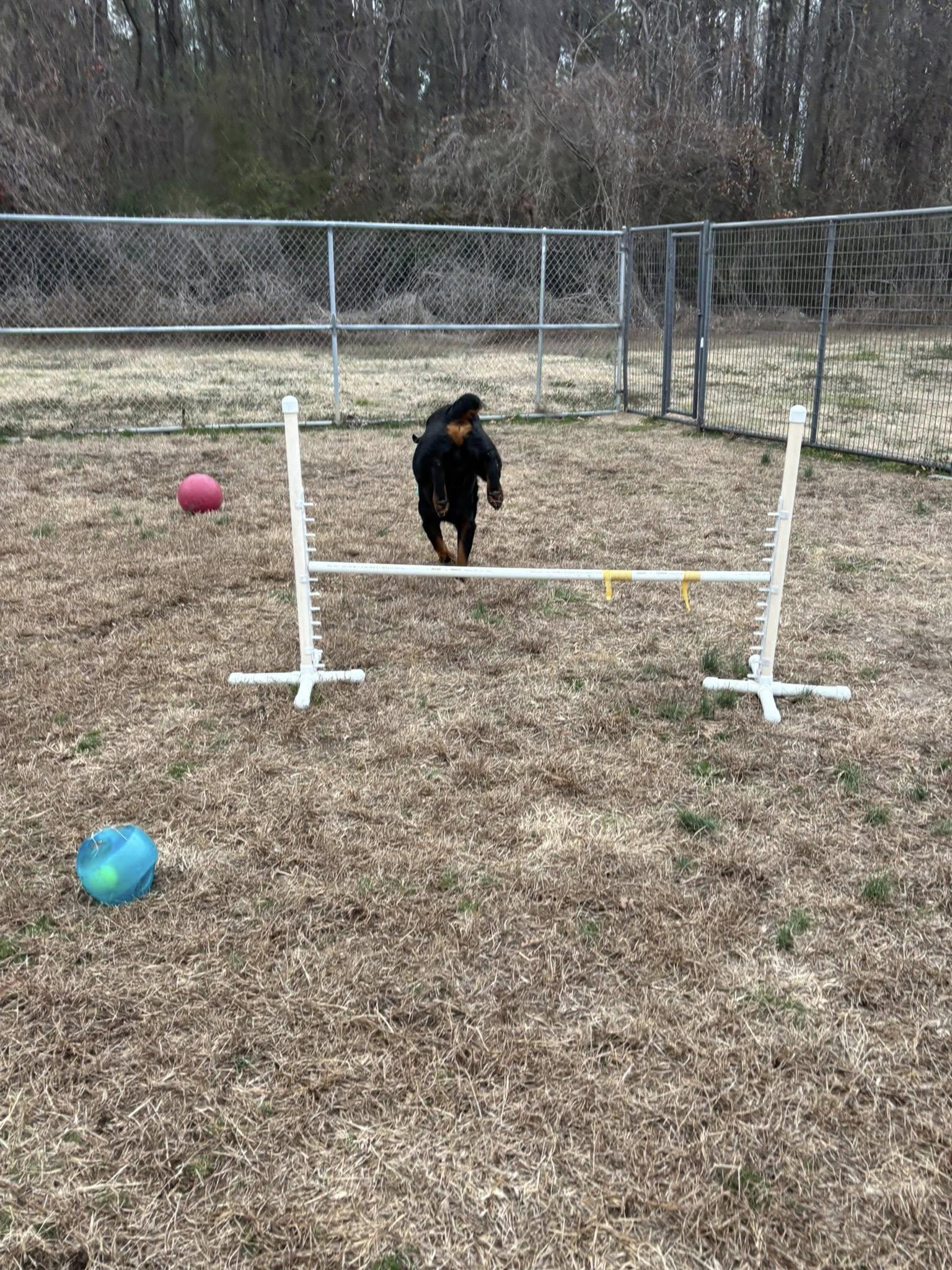 PONCHO, a ADOPTABLE Rottweiler in Chapel Hill, NC image 2/5