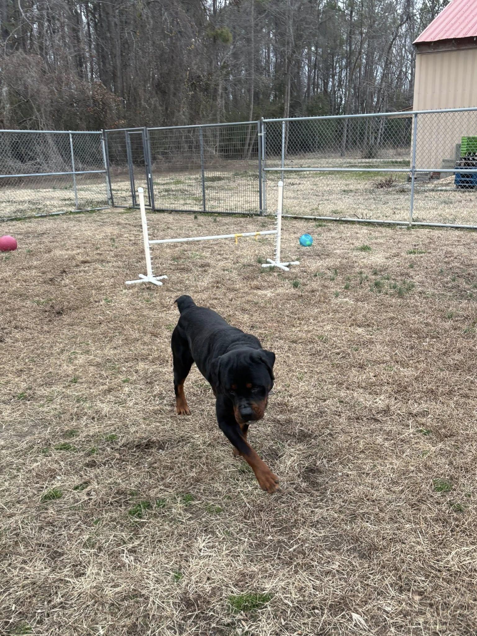 PONCHO, a ADOPTABLE Rottweiler in Chapel Hill, NC image 5/5