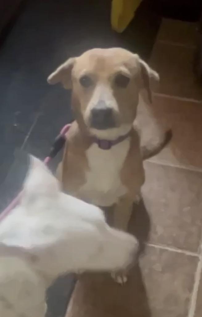 Enlarge Peaches, a ADOPTABLE mixed breed in Leesburg, VA image 2/4