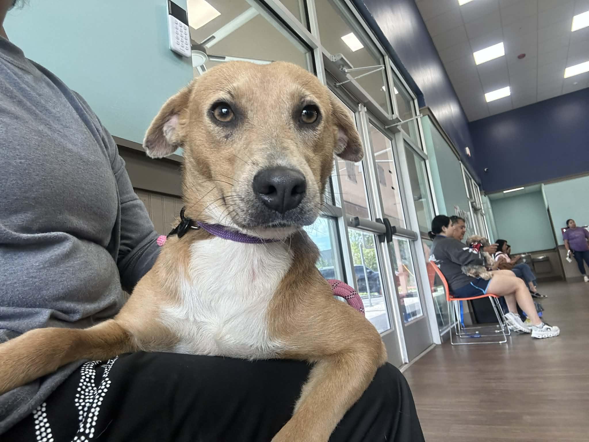 Peaches, ADOPTABLE, Young Female Mixed Breed.