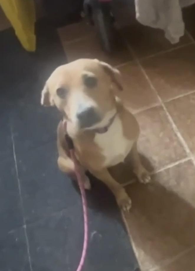 Enlarge Peaches, a ADOPTABLE mixed breed in Leesburg, VA image 4/4