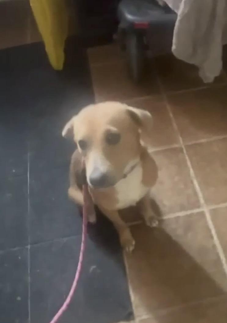 Enlarge Peaches, a ADOPTABLE mixed breed in Leesburg, VA image 3/4