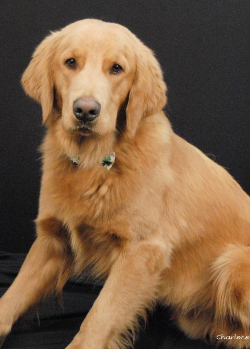 Enlarge Buddy, an adopted mixed breed in Newland, NC image 1/1