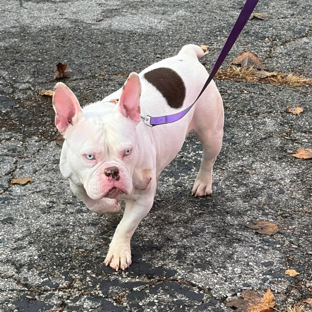 Aialik, Adoptable, Adult Female English Bulldog.