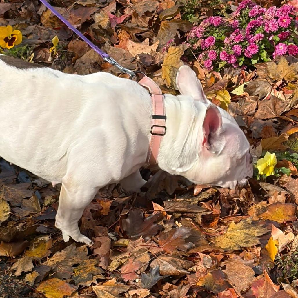 Enlarge Aialik, a Adoptable English Bulldog in Huber Heights, OH image 2/5