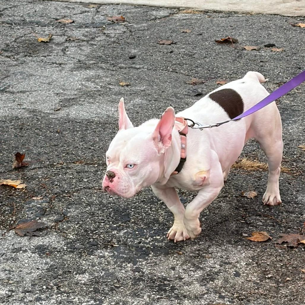 Enlarge Aialik, a Adoptable English Bulldog in Huber Heights, OH image 3/5