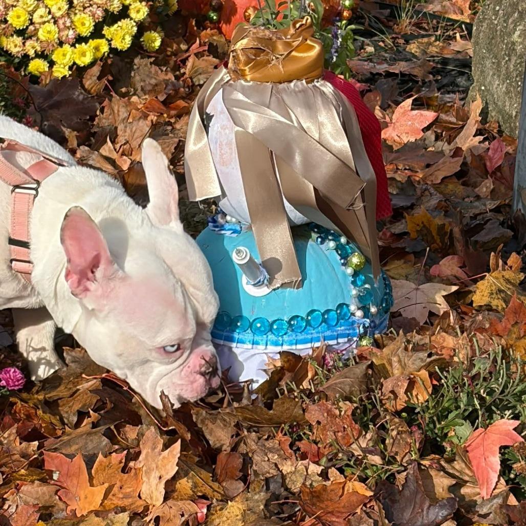 Enlarge Aialik, a Adoptable English Bulldog in Huber Heights, OH image 4/5