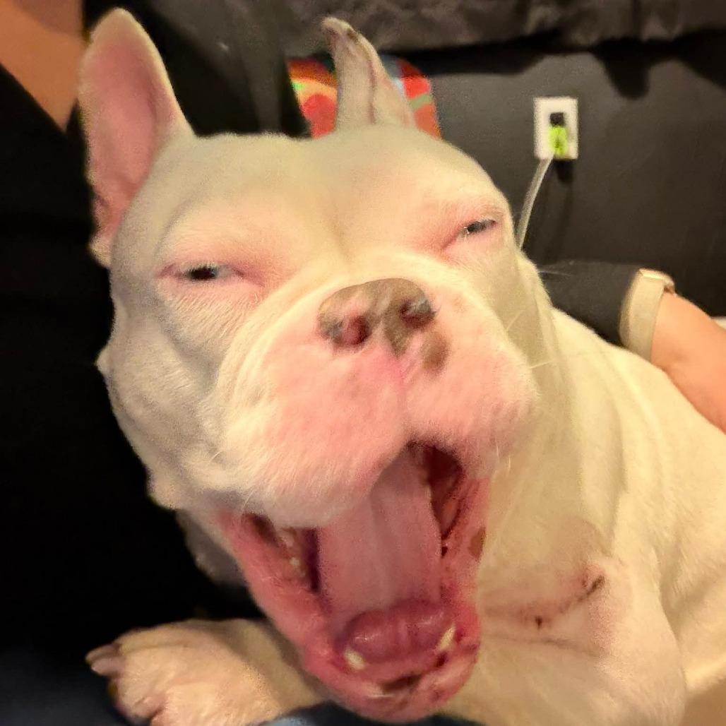 Enlarge Aialik, a Adoptable English Bulldog in Huber Heights, OH image 5/5