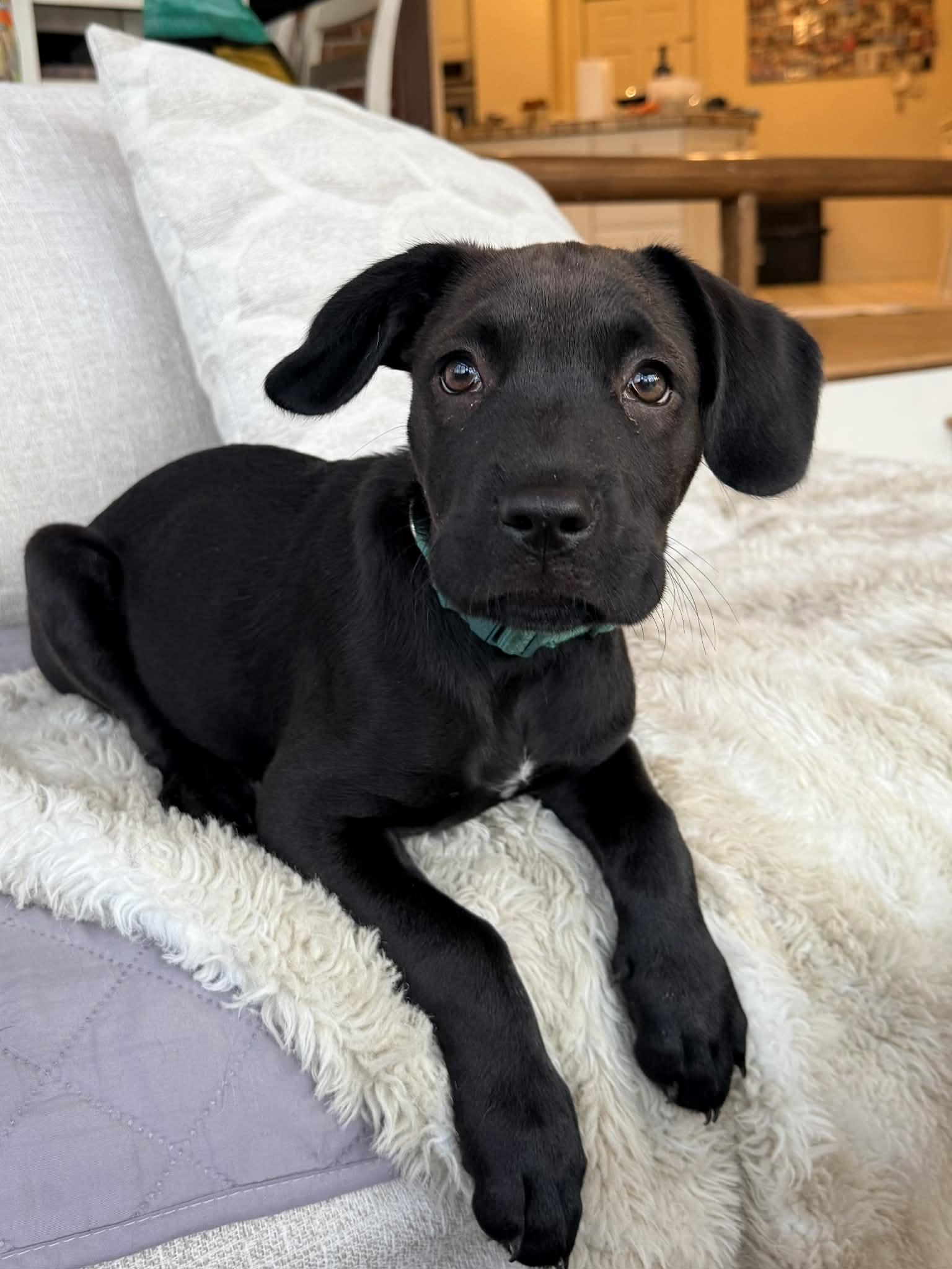 Harold, an adopted mixed breed in O'Fallon, MO image 1/6