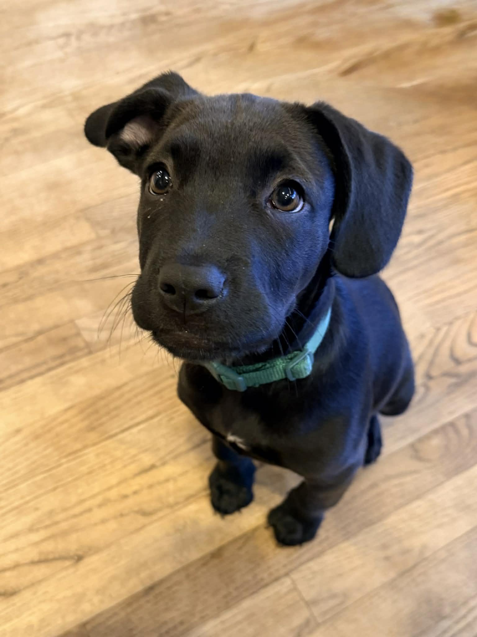Harold, an adopted mixed breed in O'Fallon, MO image 2/6
