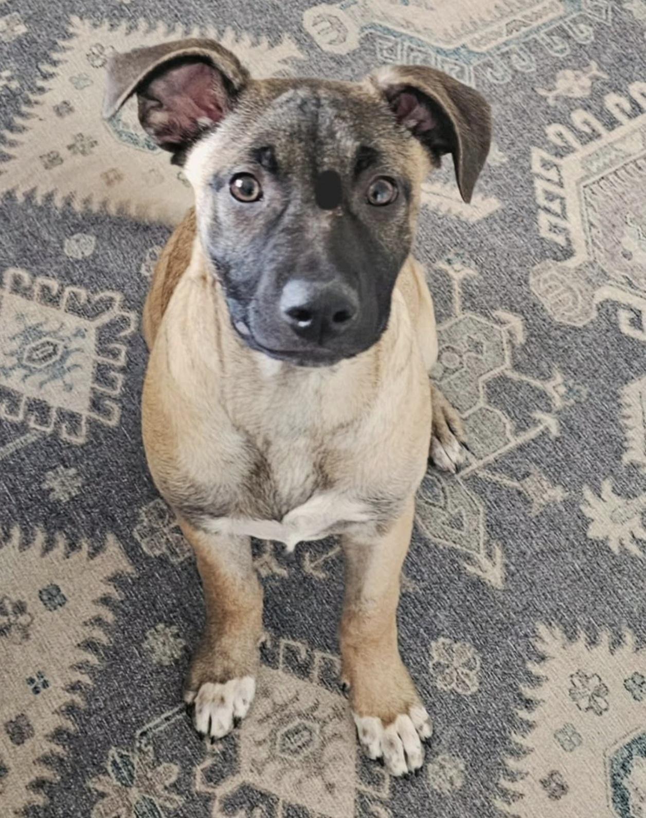 Goose, ADOPTABLE, Puppy Male German Shepherd Dog.