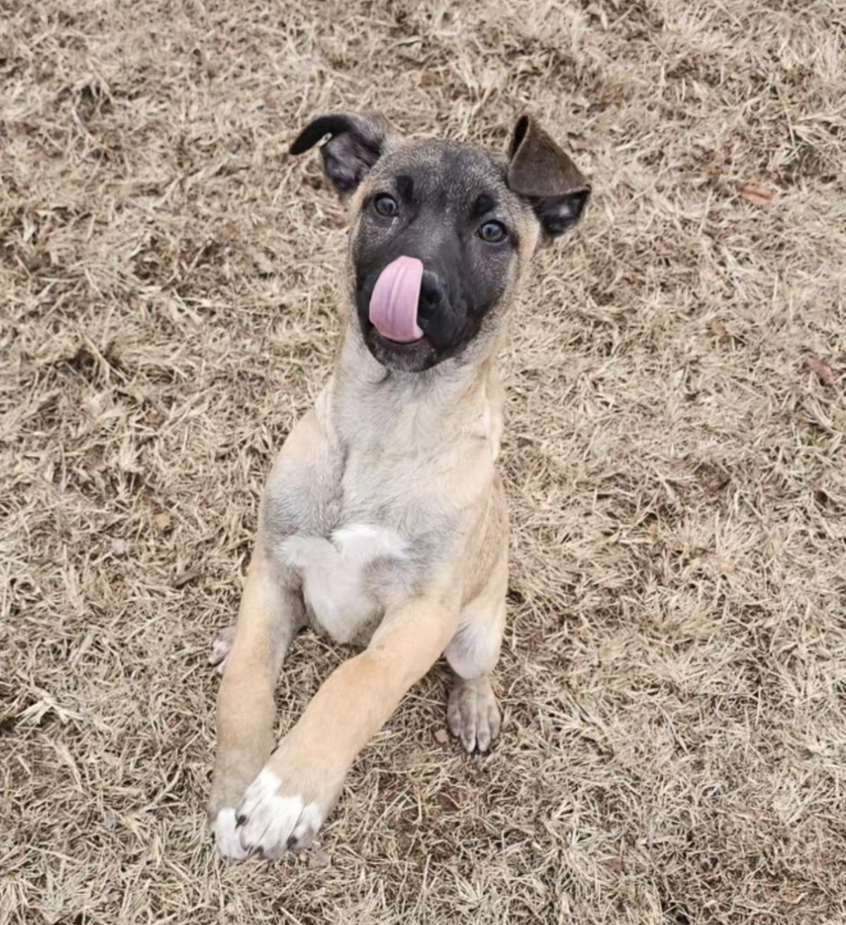 Enlarge Goose, a ADOPTABLE mixed breed in Nashville, TN image 2/2