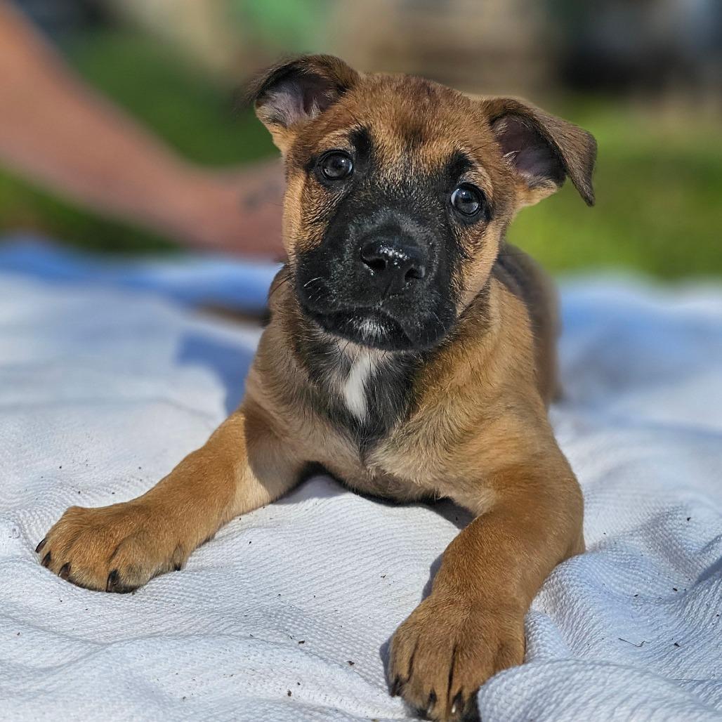 Kleo — thumbnail 4