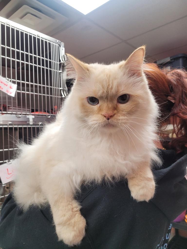 Gregg, Adoptable, Senior Male Himalayan.