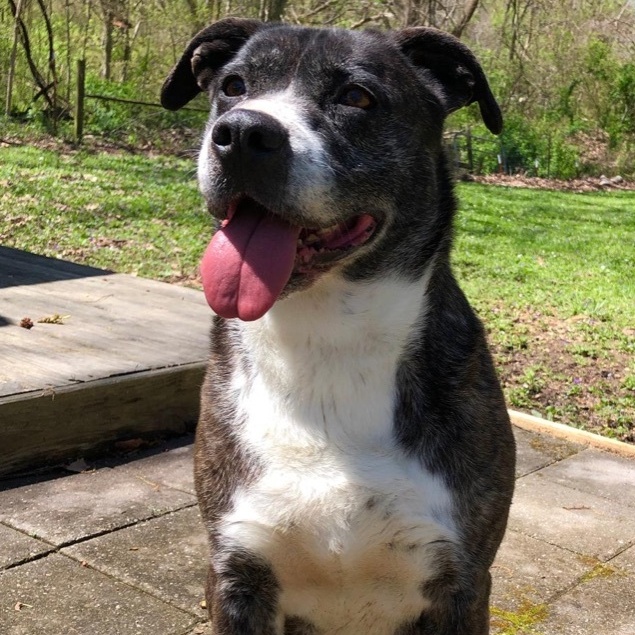 Enlarge Lizzy, a Adoptable mixed breed in Greenfield, TN image 1/6