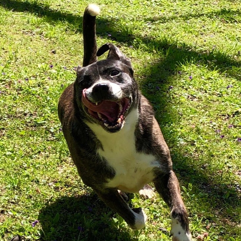 Enlarge Lizzy, a Adoptable mixed breed in Greenfield, TN image 3/6