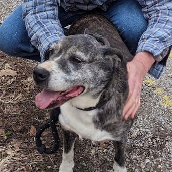 Enlarge Lizzy, a Adoptable mixed breed in Greenfield, TN image 2/6