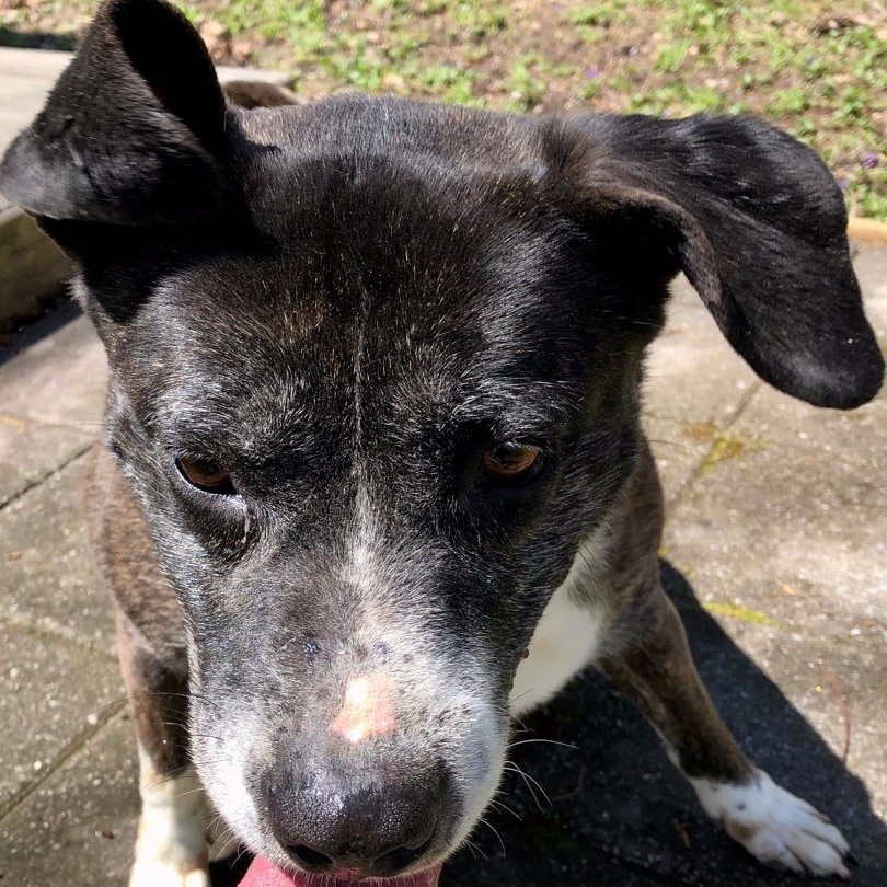 Enlarge Lizzy, a Adoptable mixed breed in Greenfield, TN image 4/6