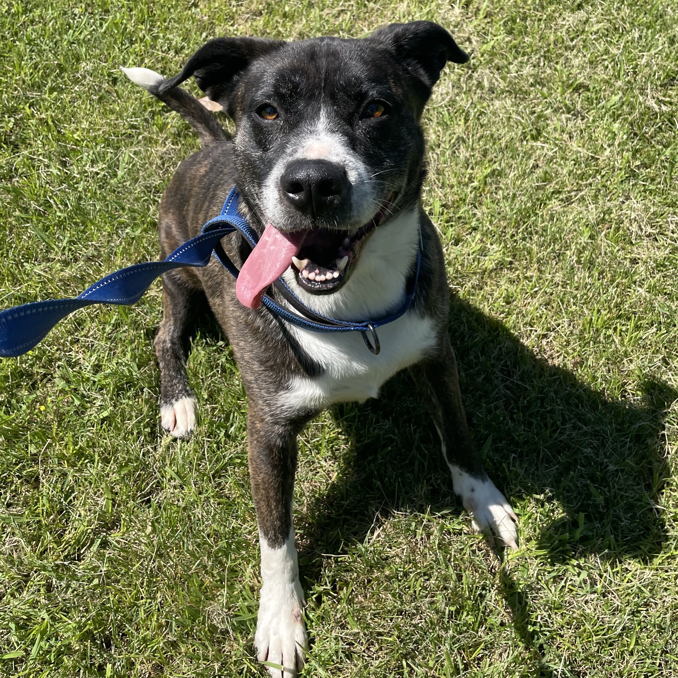 Enlarge Lizzy, a Adoptable mixed breed in Greenfield, TN image 5/6