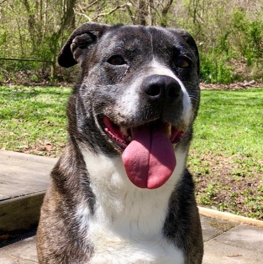 Enlarge Lizzy, a Adoptable mixed breed in Greenfield, TN image 6/6