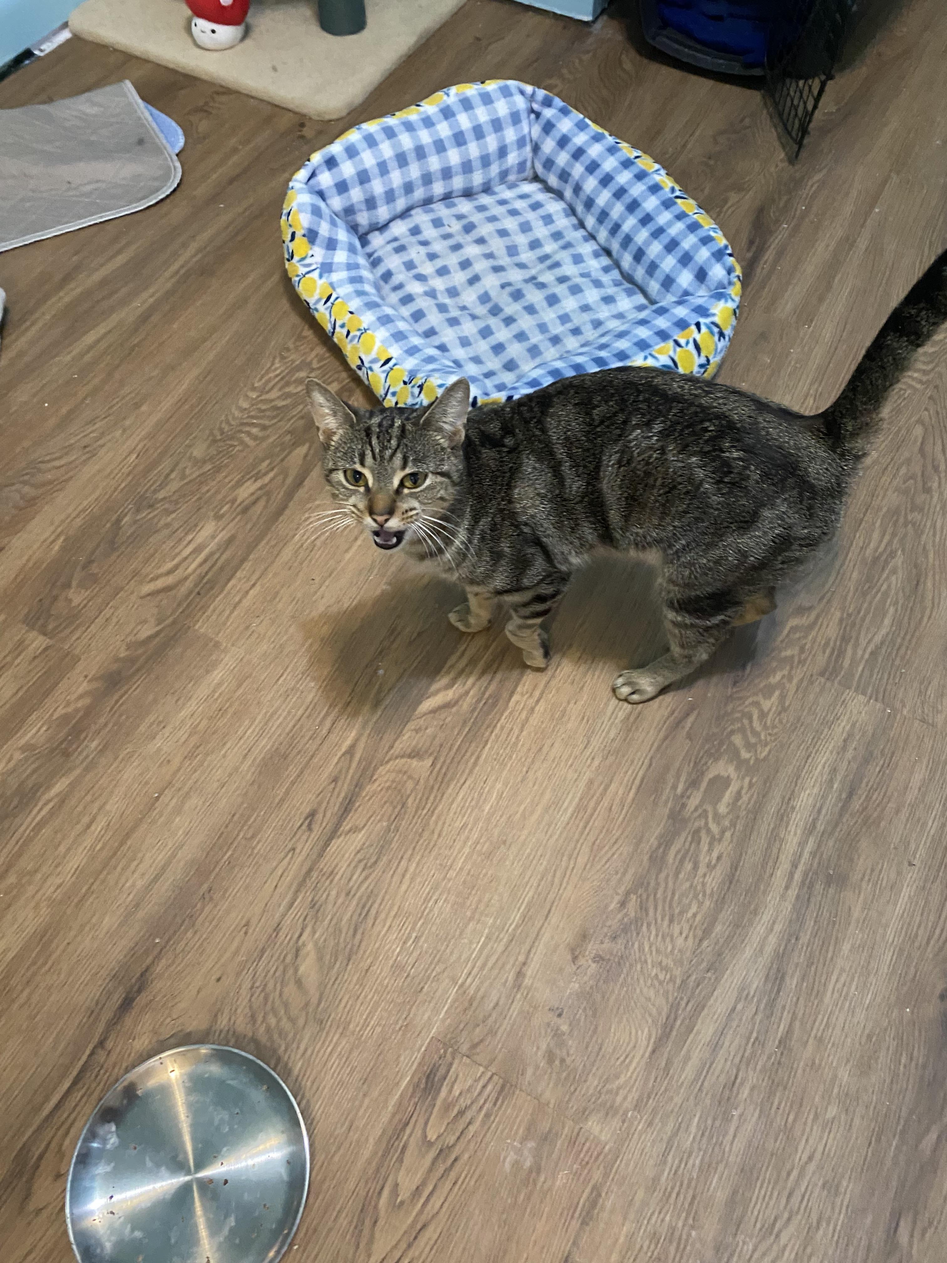 Enlarge Ariana, a ADOPTABLE Domestic Short Hair in Ontario, NY image 3/3