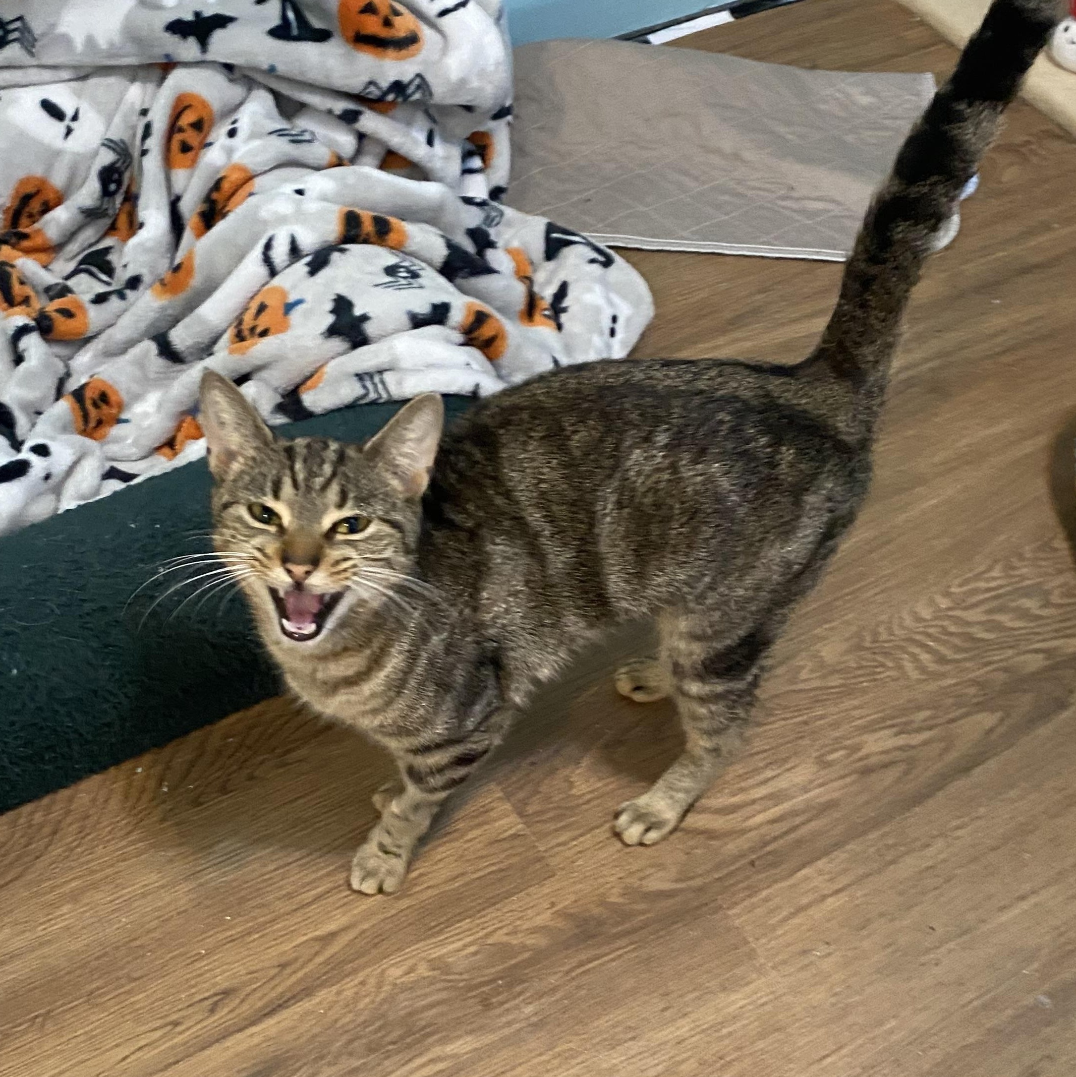 Enlarge Ariana, a ADOPTABLE Domestic Short Hair in Ontario, NY image 1/3