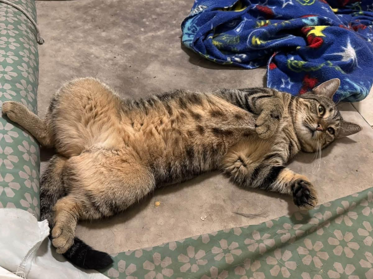 Enlarge Ariana, a Adoptable Domestic Short Hair in Ontario, NY image 5/5