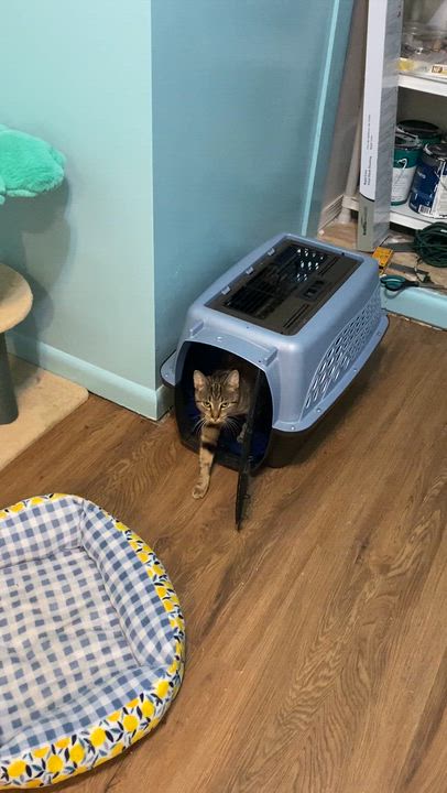 Enlarge Ariana, a ADOPTABLE Domestic Short Hair in Ontario, NY video 2/3