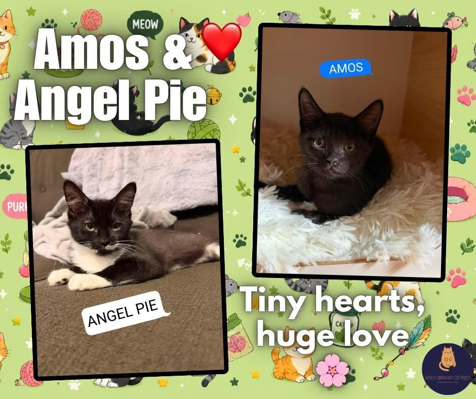 Angel Pie and Amos kittens, ADOPTABLE, Kitten Male Domestic Short Hair.