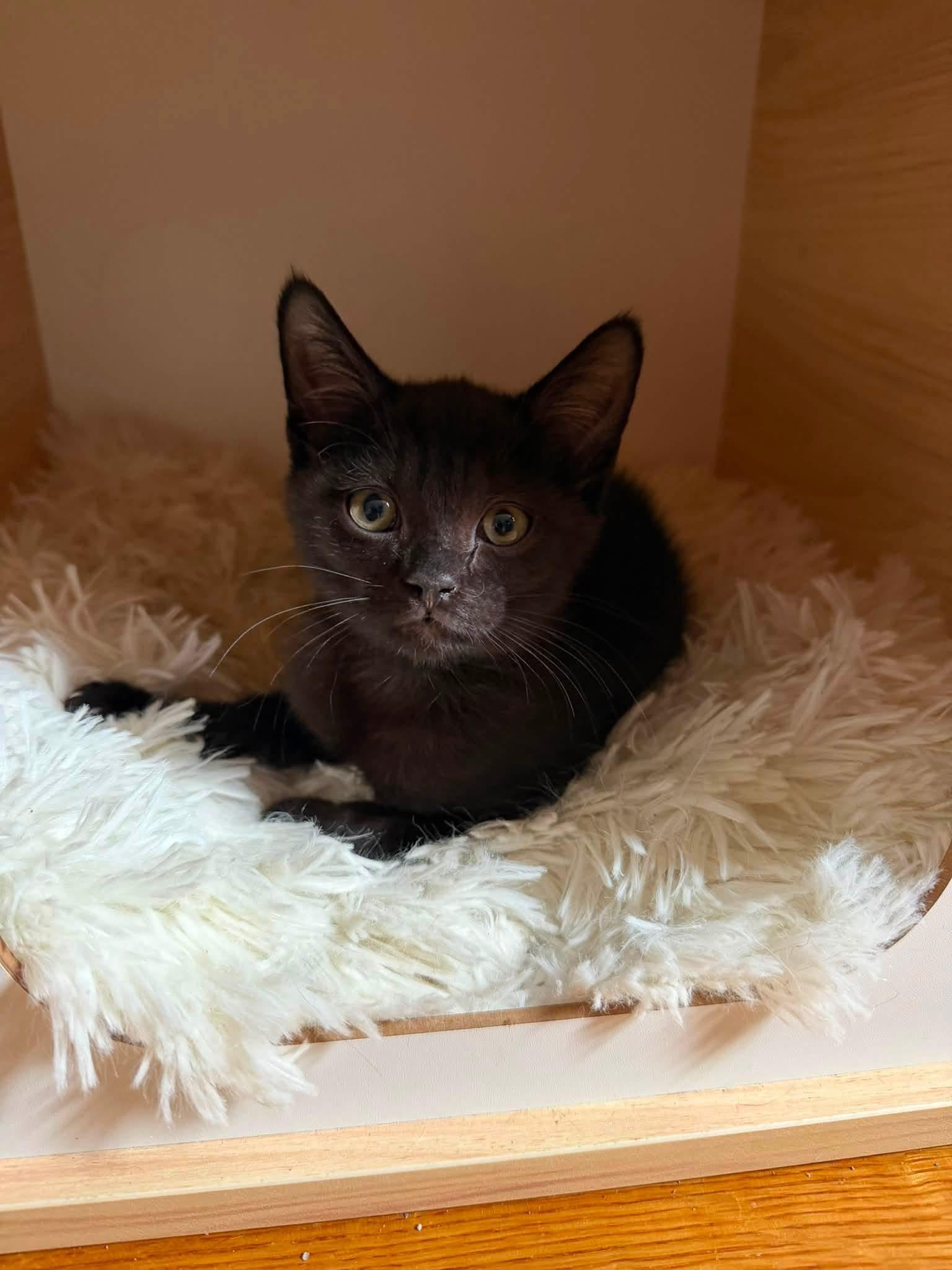 Enlarge Angel Pie and Amos kittens, a ADOPTABLE Domestic Short Hair in Enfield, CT image 4/4