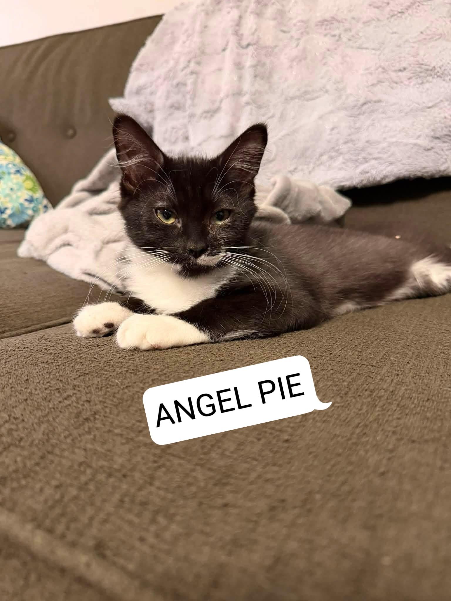 Enlarge Angel Pie and Amos kittens, a ADOPTABLE Domestic Short Hair in Enfield, CT image 2/4