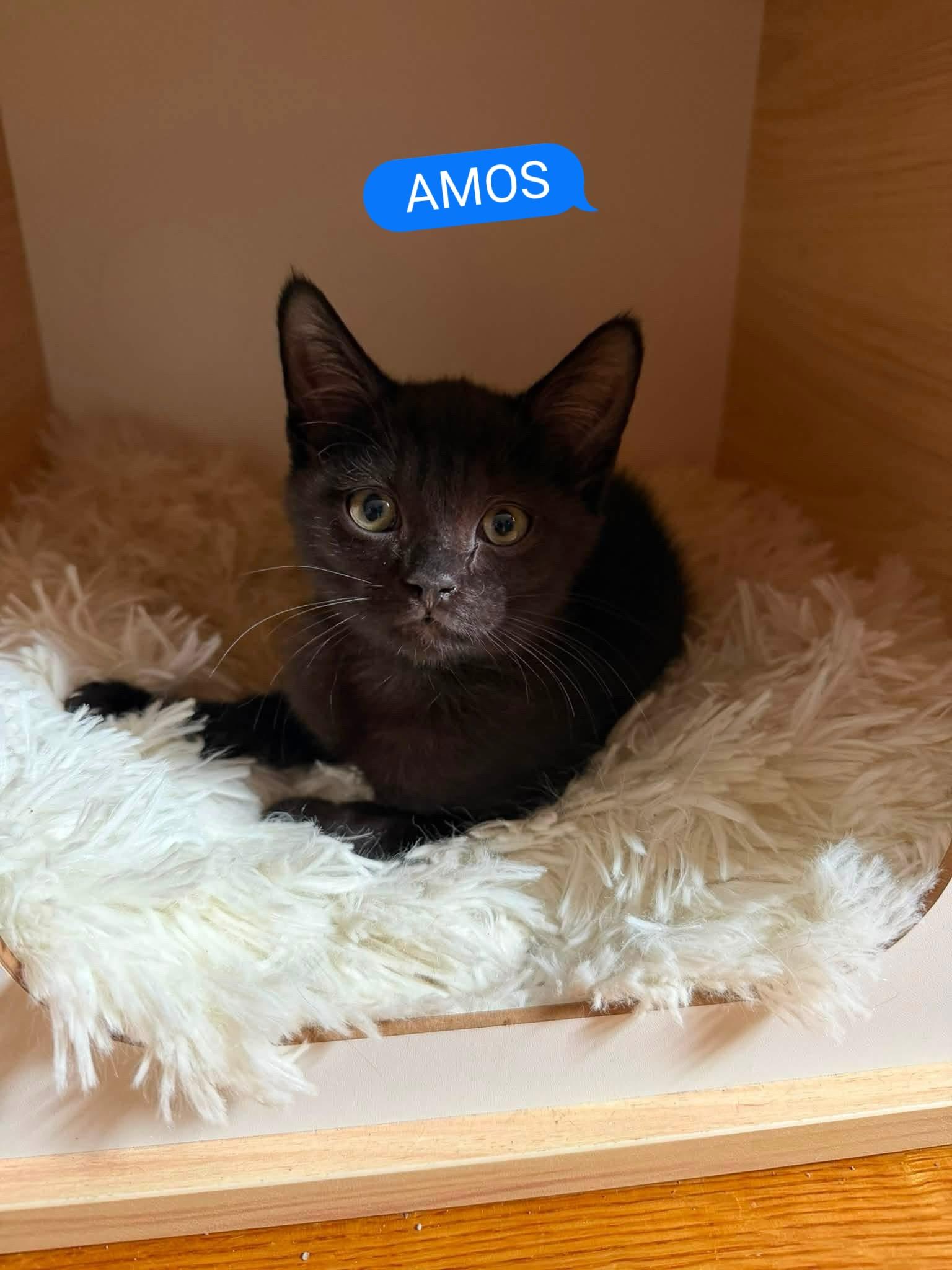 Enlarge Angel Pie and Amos kittens, a ADOPTABLE Domestic Short Hair in Enfield, CT image 3/4