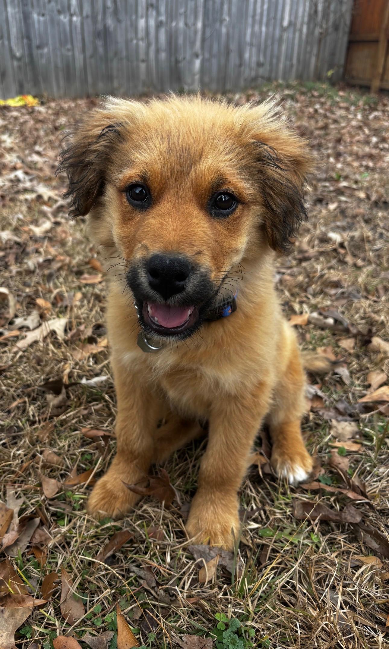 Gatsby, an adopted mixed breed in Mt Pleasant, SC image 5/6