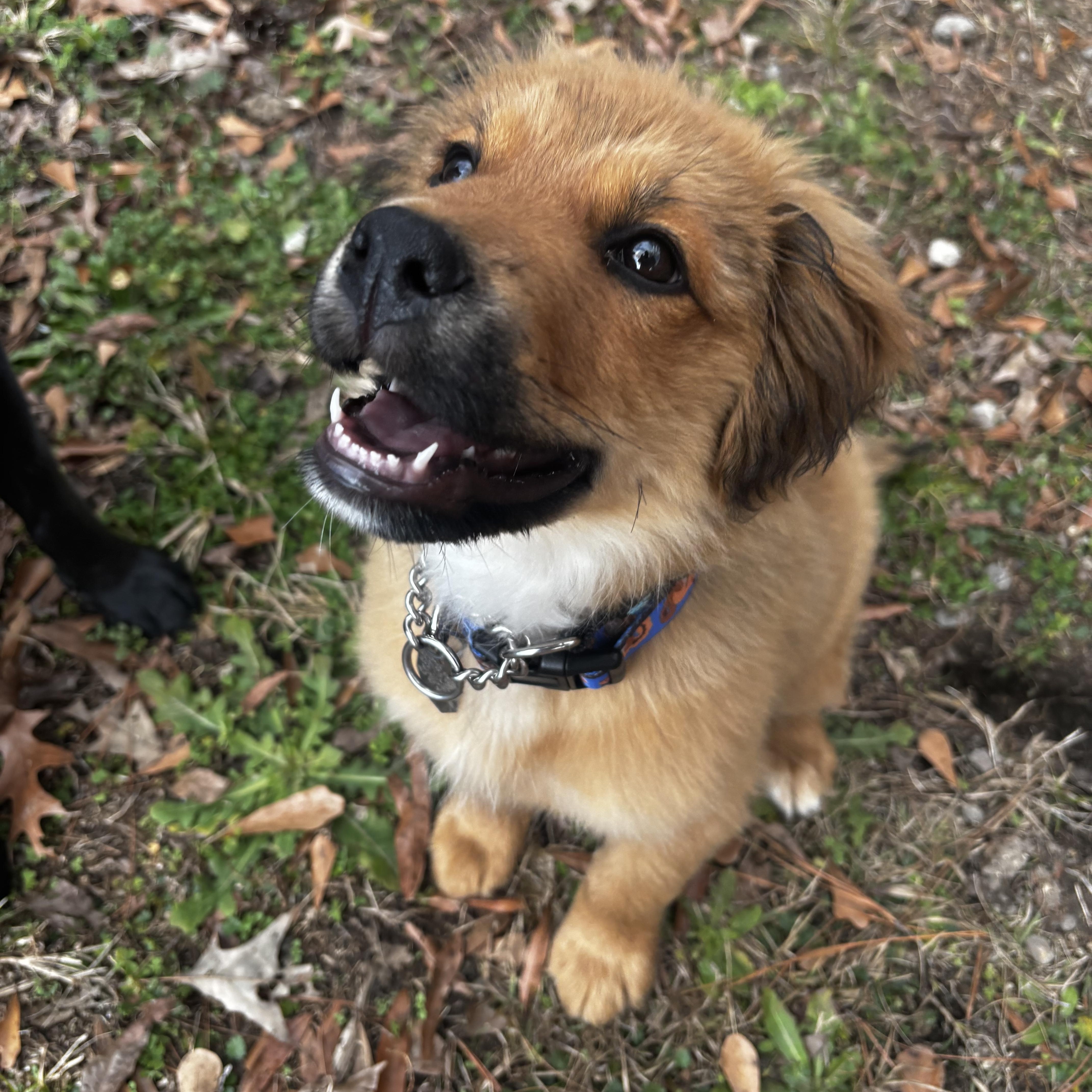 Gatsby, adopted, Puppy Male Mixed Breed.