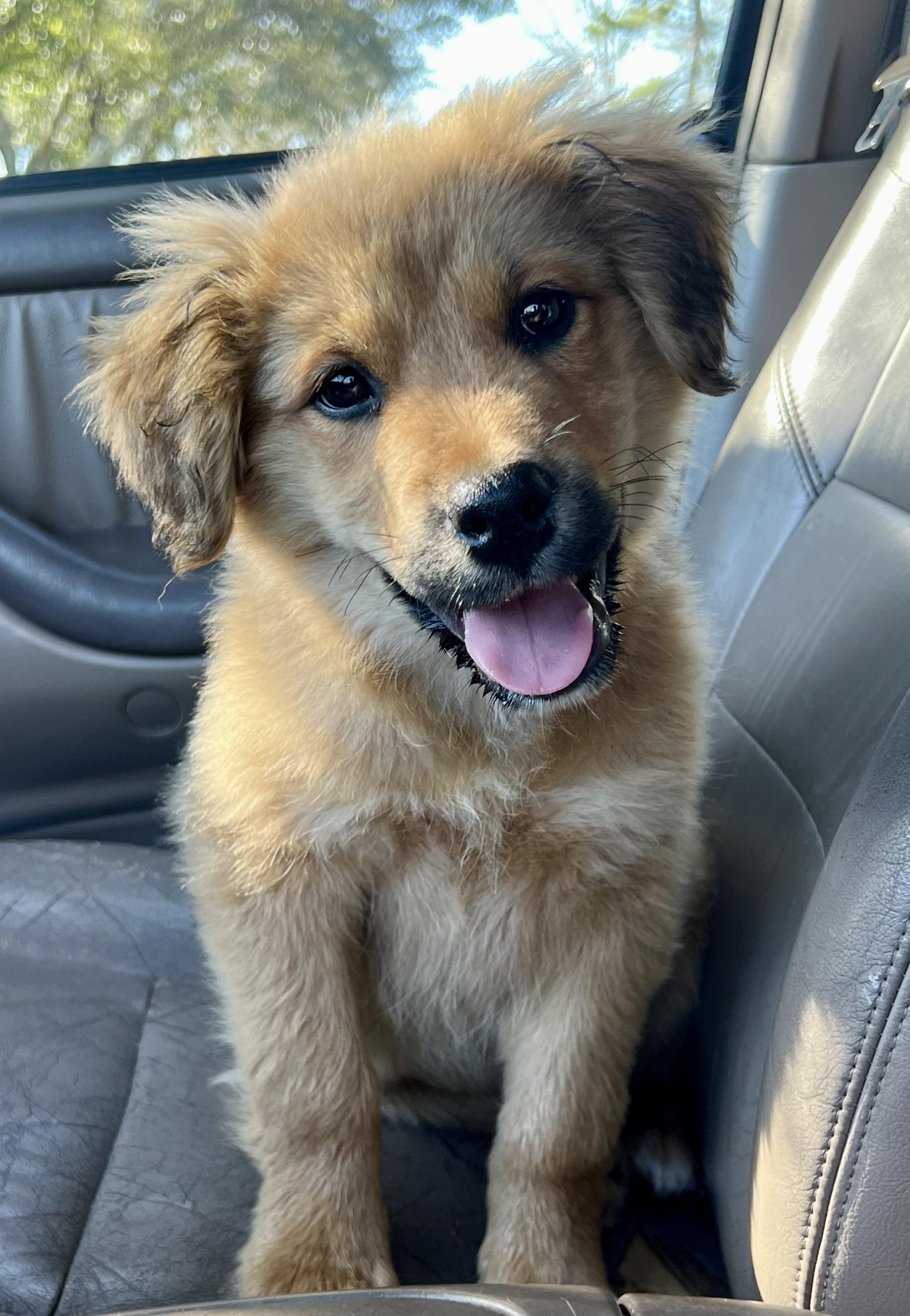 Gatsby, an adopted mixed breed in Mt Pleasant, SC image 3/6