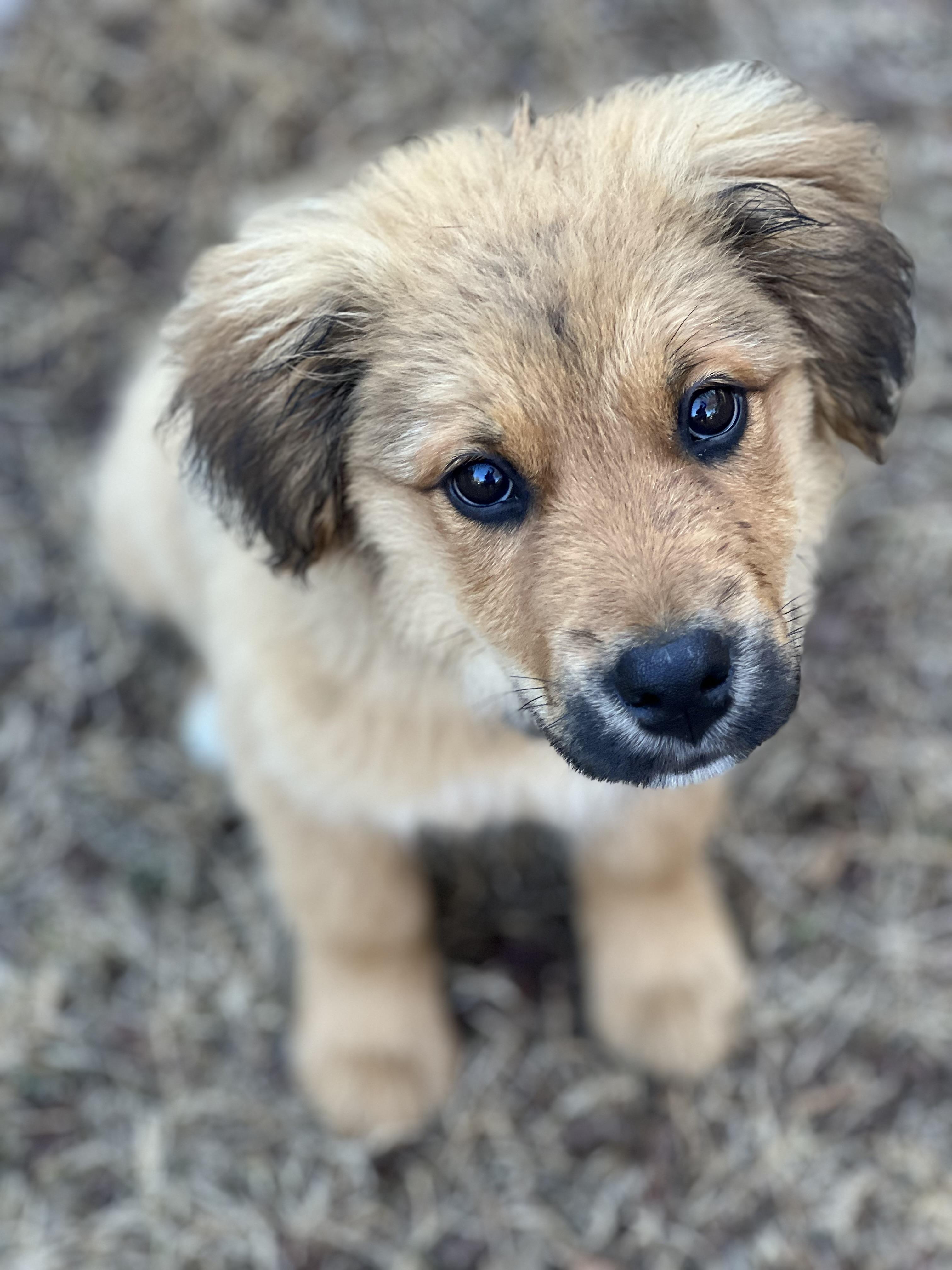 Gatsby, an adopted mixed breed in Mt Pleasant, SC image 4/6
