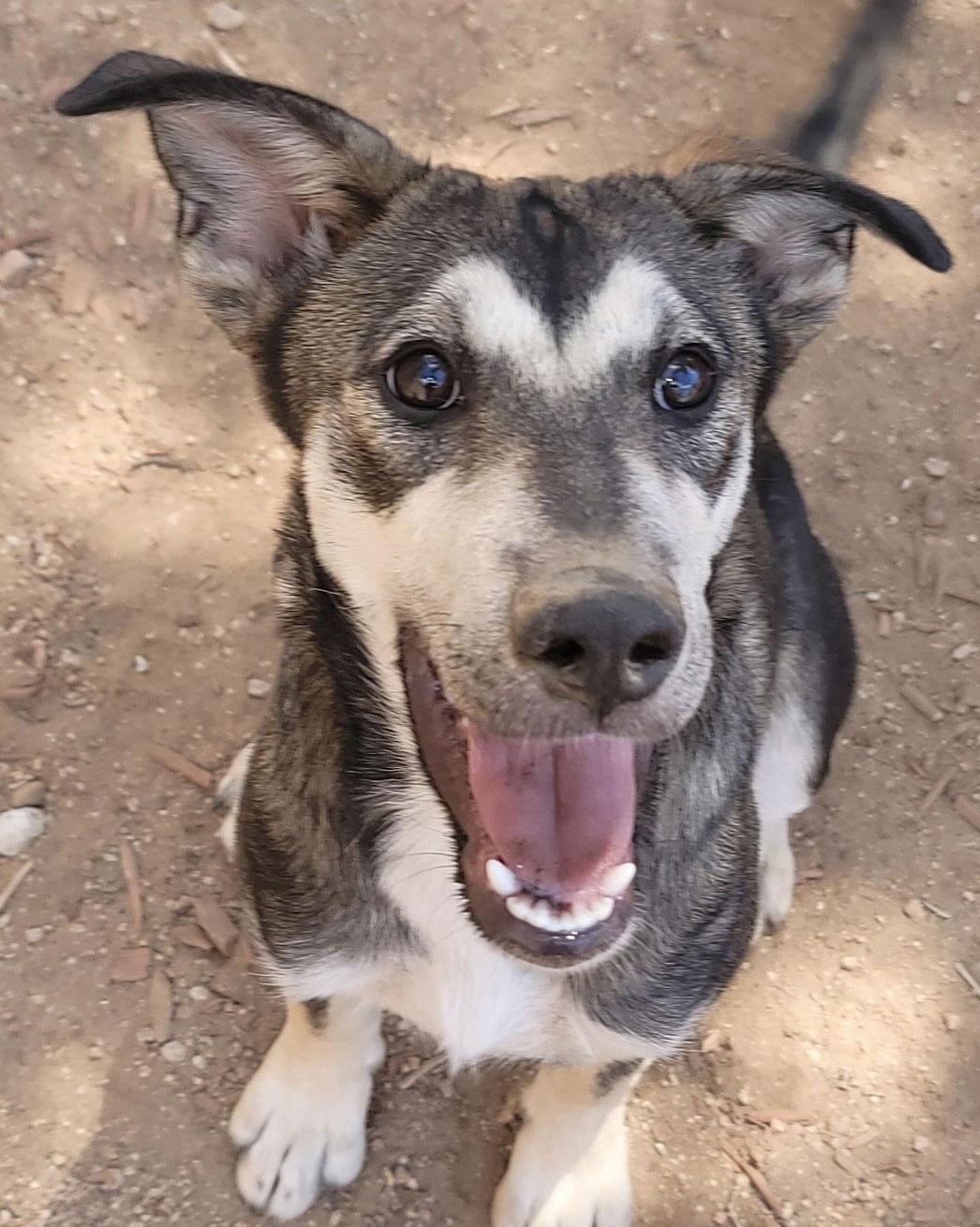 Porsche (puppy), Adoptable, Puppy Female Siberian Husky.